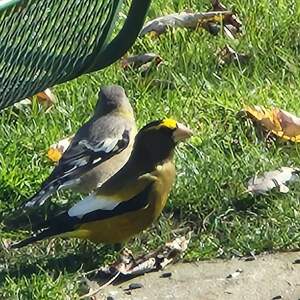 Fundraising Page: Thomas Austin